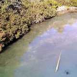 Nell�acqua nuotano indisturbati alcuni pesci: sembrano cefali, il che ci fa capire che il lago � salato